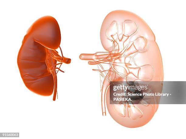 stockillustraties, clipart, cartoons en iconen met kidney - human kidney