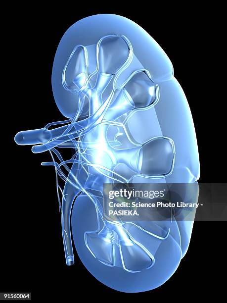 ilustrações de stock, clip art, desenhos animados e ícones de kidney - ureter