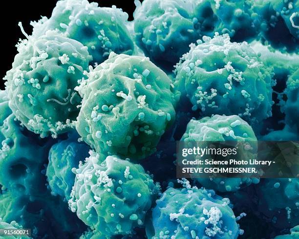 ilustrações de stock, clip art, desenhos animados e ícones de embryonic stem cells - terapia alternativa