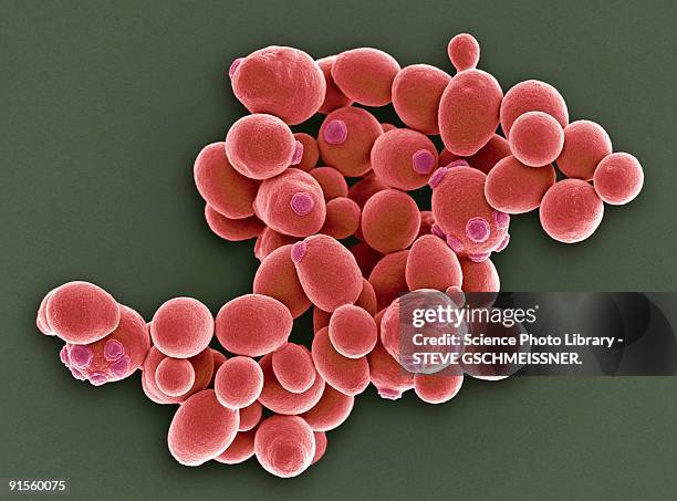 yeast cells - scanning electron micrograph stock illustrations