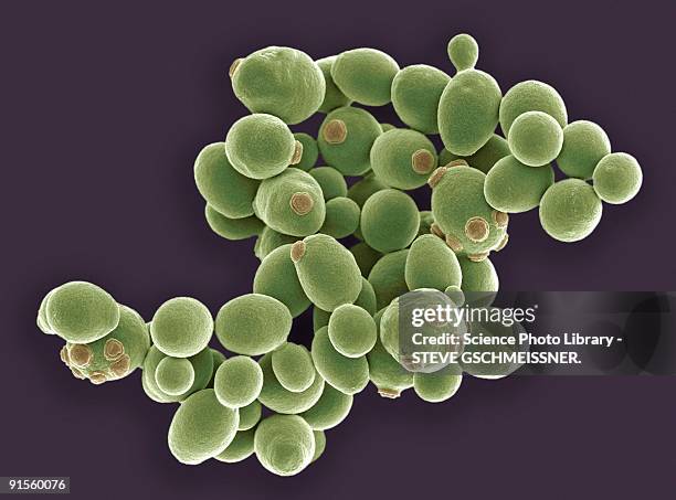 ilustrações, clipart, desenhos animados e ícones de yeast cells - levedura