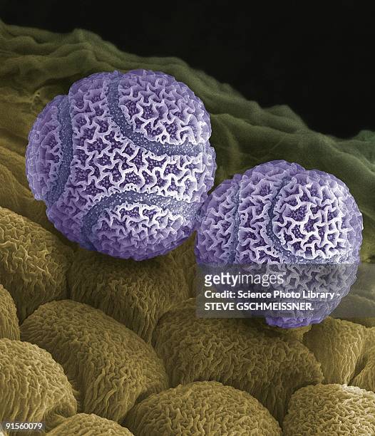 passion flower pollen - scanning electron microscope stock illustrations