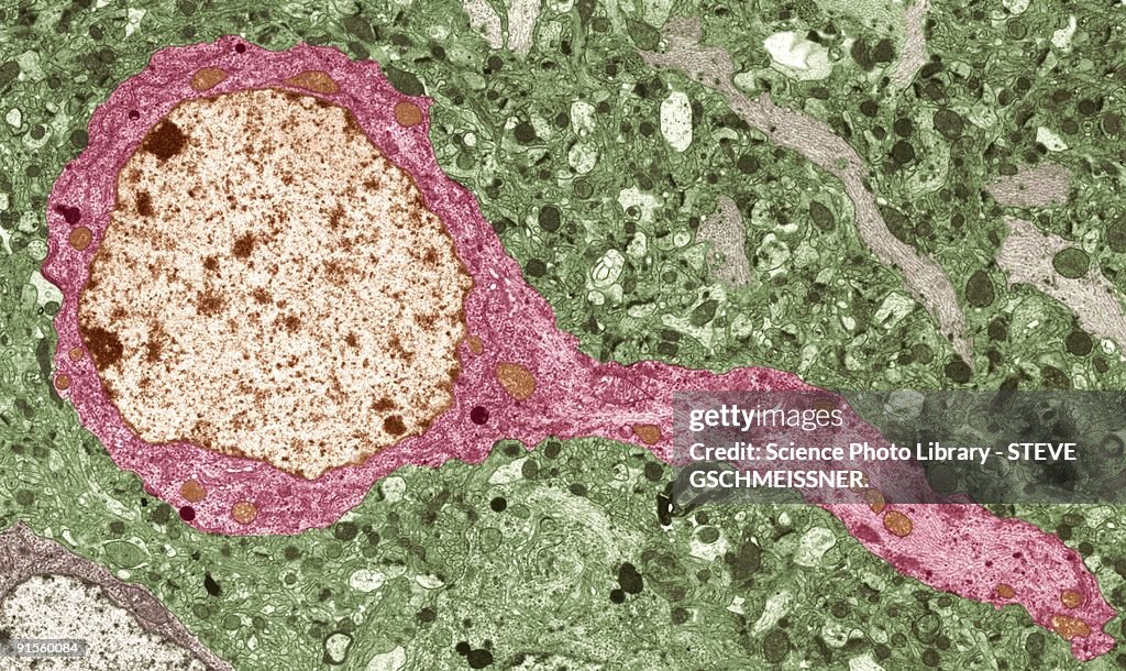 Nerve cell, colored TEM of neurone