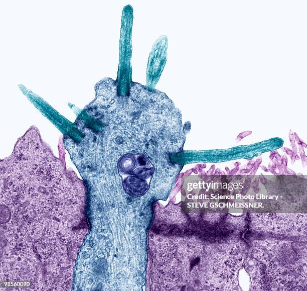 smell receptors, transmission electron micrograph - elektronenmikroskopische aufnahme stock-grafiken, -clipart, -cartoons und -symbole