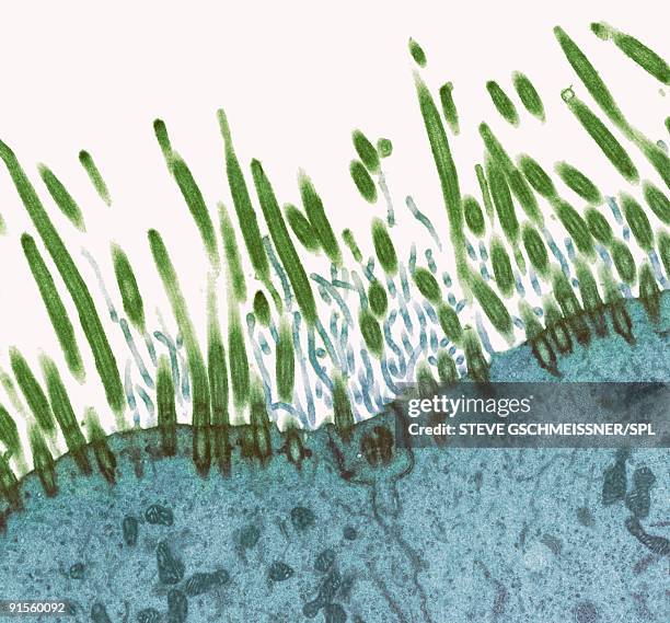 nasal lining, transmission electron micrograph - human nose stock illustrations