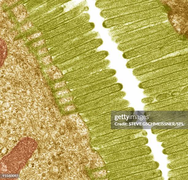 bildbanksillustrationer, clip art samt tecknat material och ikoner med intestinal microvilli - tem