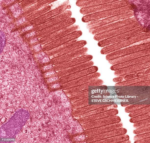 intestinal microvilli - histology stock illustrations