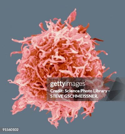 B-cell, colored scanning electron micrograph B-cell, colored scanning electron micrograph