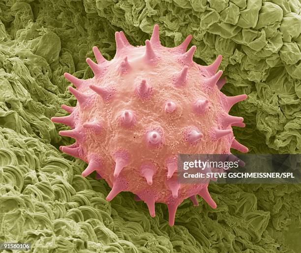 illustrations, cliparts, dessins animés et icônes de chinese hibiscus pollen - pollen microscope