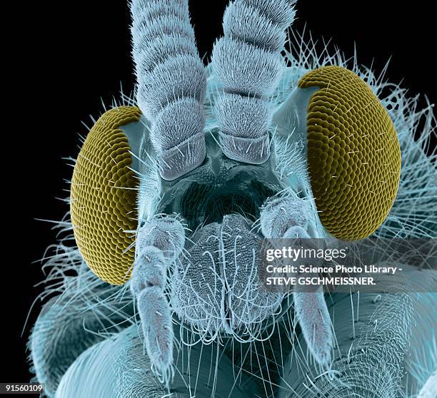 ilustraciones, imágenes clip art, dibujos animados e iconos de stock de fly head, colored scanning electron micrograph - scanning electron microscope