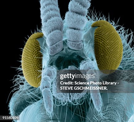 Fly head, colored scanning electron micrograph Fly head, colored scanning electron micrograph