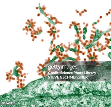 Influenza viruses Influenza viruses