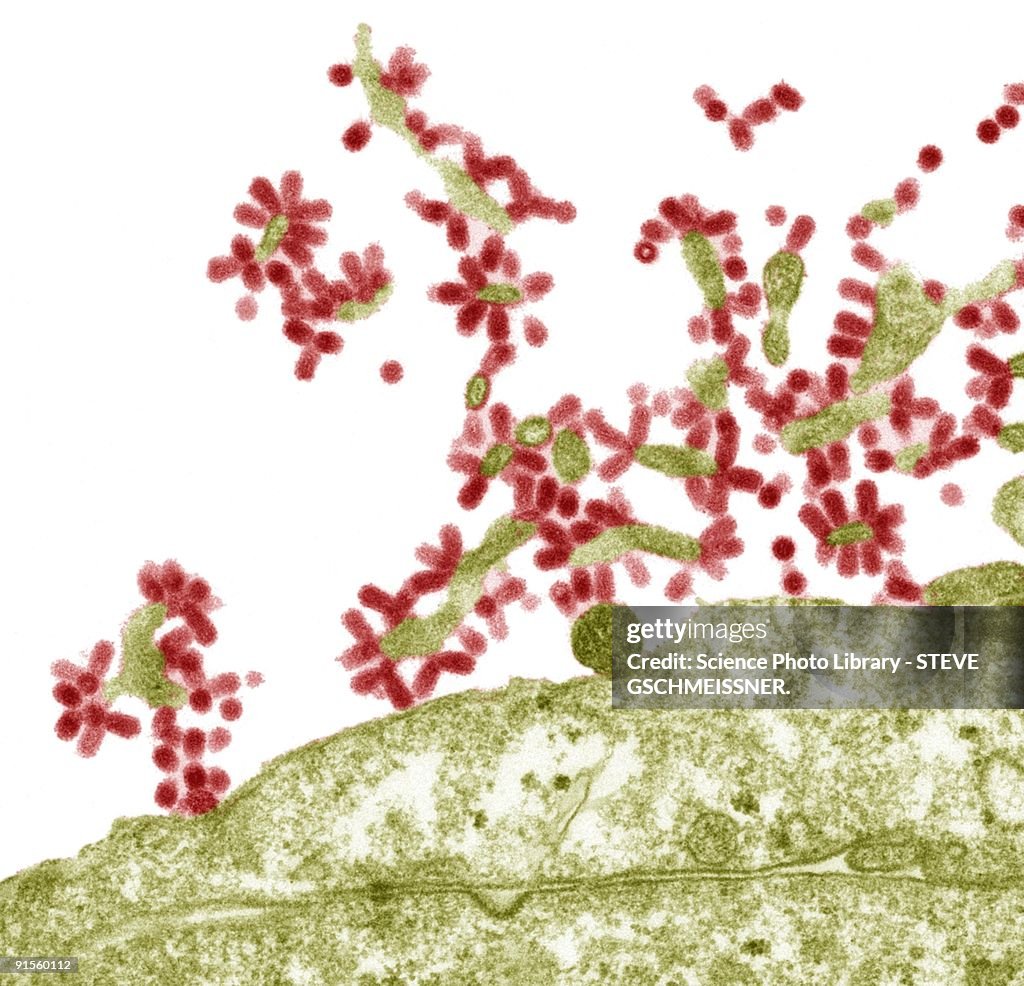 Influenza viruses