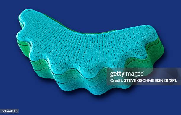 ilustraciones, imágenes clip art, dibujos animados e iconos de stock de diatom, colored scanning electron micrograph (sem) - frustule