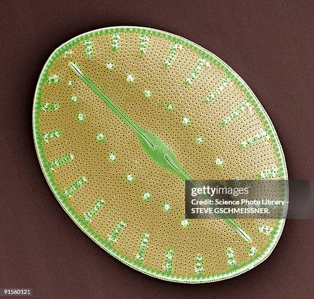 stockillustraties, clipart, cartoons en iconen met diatom, colored scanning electron micrograph (sem) - algae