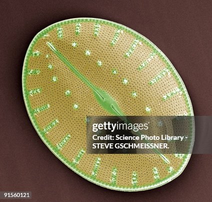 Diatom, Colored scanning electron micrograph (SEM) Diatom, Colored scanning electron micrograph (SEM)