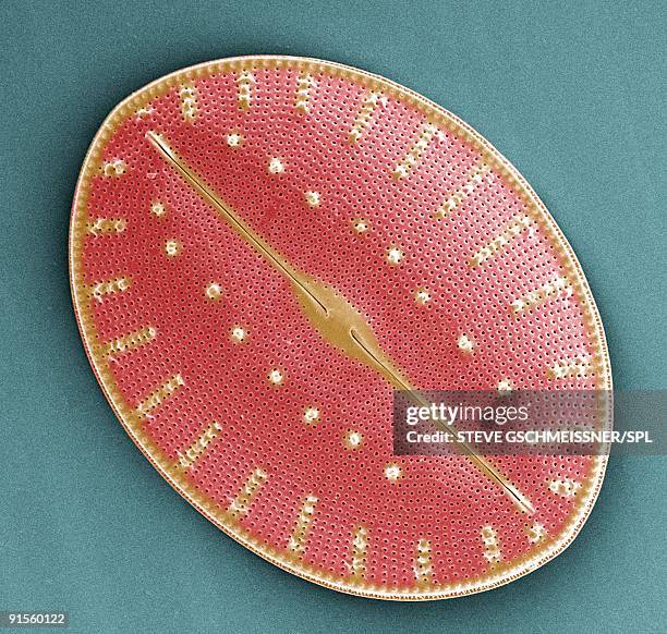 stockillustraties, clipart, cartoons en iconen met diatom, colored scanning electron micrograph (sem) - celmembraan