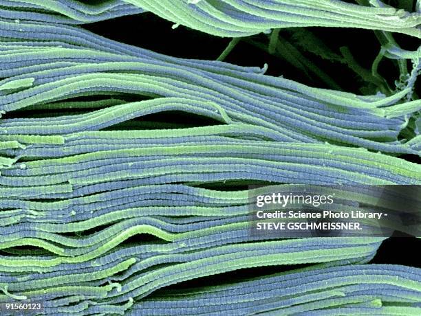 collagen, scanning electron micrograph (sem) - peripheral nervous system stock illustrations