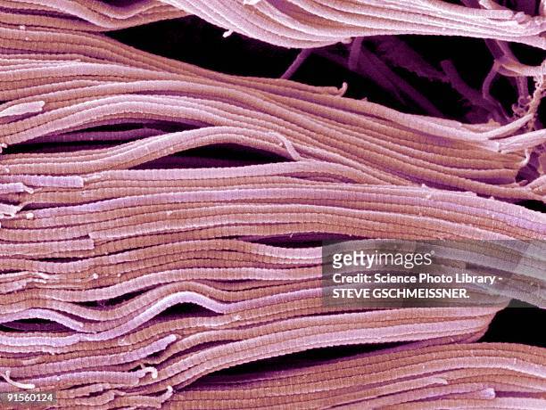 collagen, scanning electron micrograph (sem) - endoneurium stock illustrations