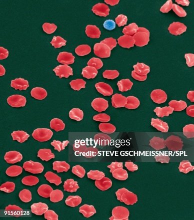 Blood cells, colored scanning electron micrograph (SEM) Blood cells, colored scanning electron micrograph (SEM)
