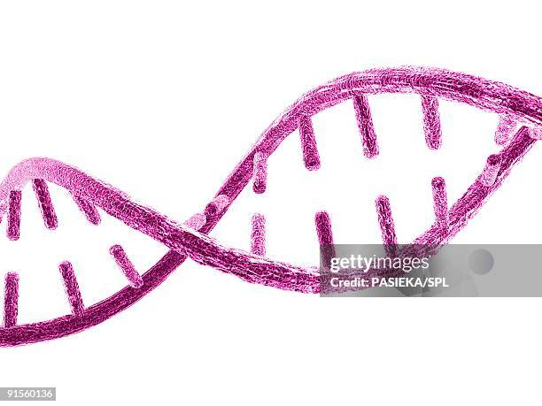 unzipped dna molecule - nucleotide stock illustrations