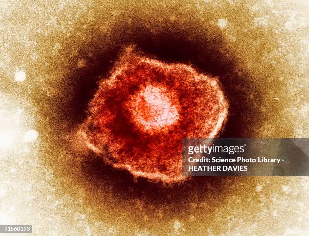 ilustrações de stock, clip art, desenhos animados e ícones de varicella zoster virus (vzv) particle, colored transmission electron micrograph (tem) - vírus herpes simplex