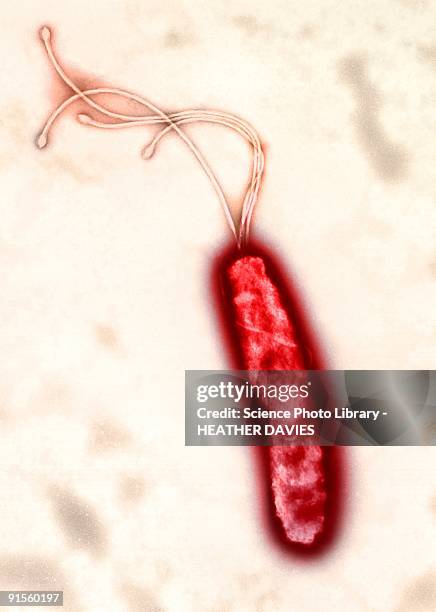 helicobacter pylori bacterium, colored transmission electron micrograph (tem) - electron micrograph stock illustrations
