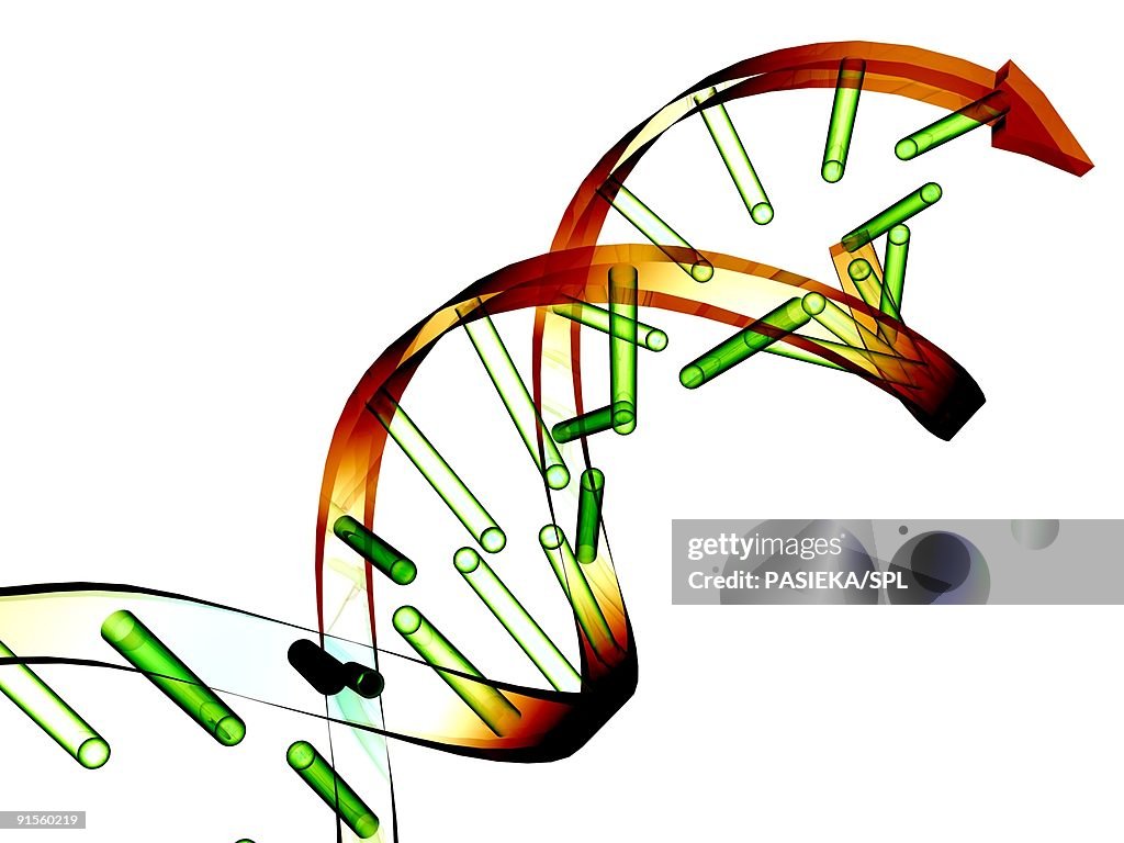 Unzipped DNA molecule