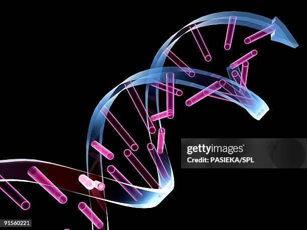 illustrazioni stock, clip art, cartoni animati e icone di tendenza di unzipped dna molecule - nucleotide