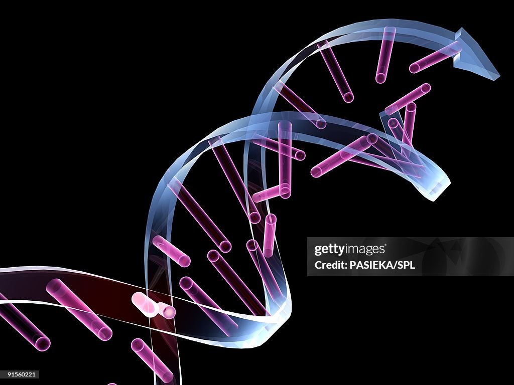 Unzipped DNA molecule