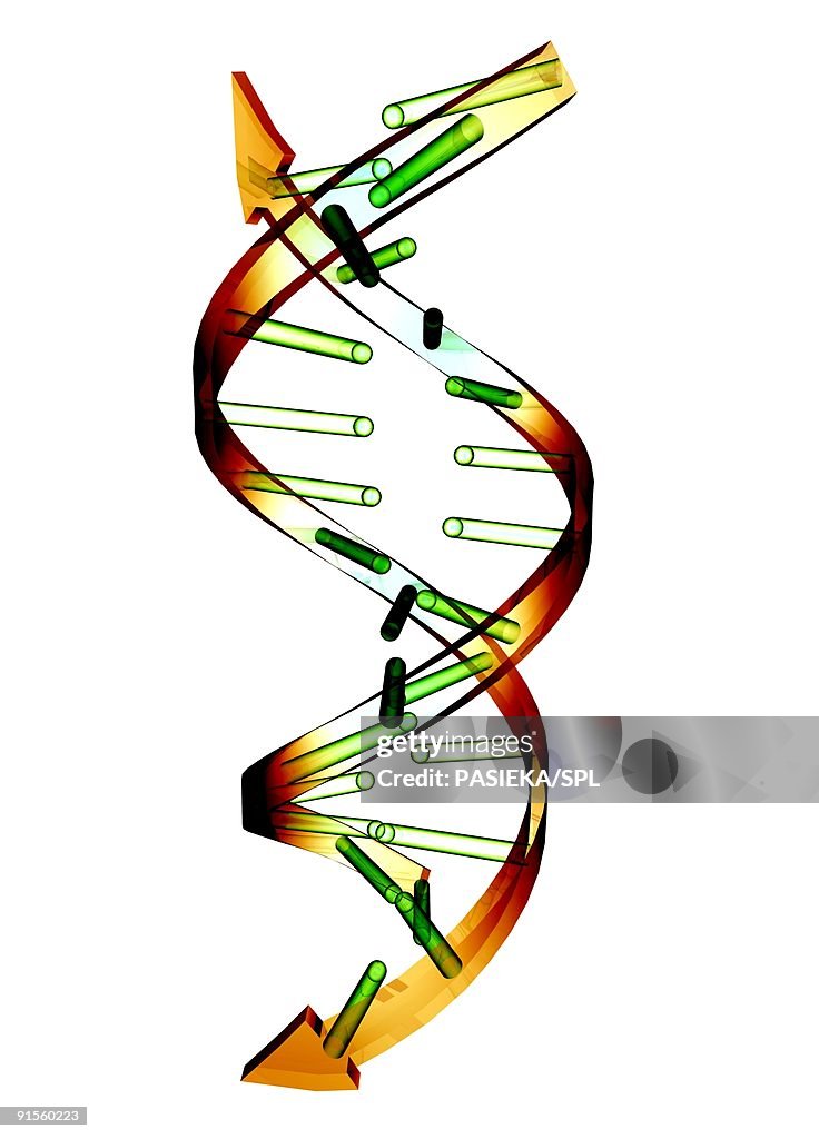 Unzipped DNA molecule