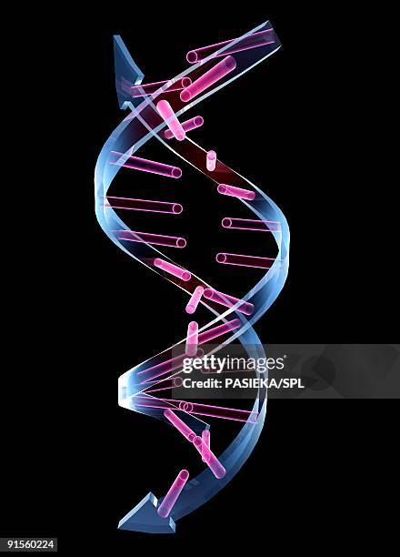 illustrazioni stock, clip art, cartoni animati e icone di tendenza di unzipped dna molecule - nucleotide