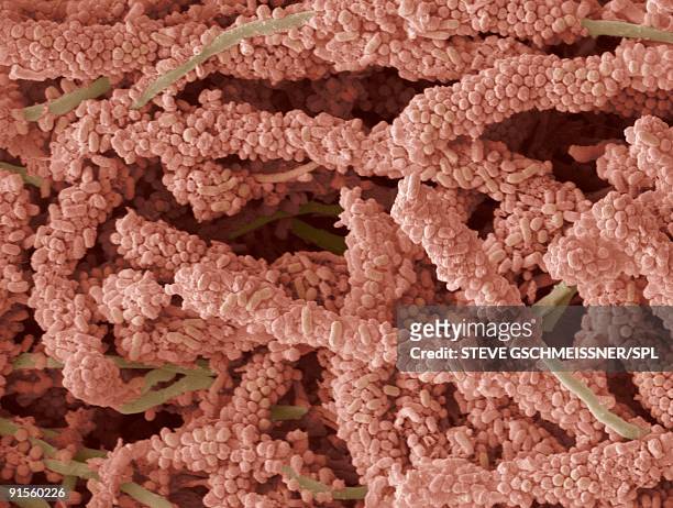 stockillustraties, clipart, cartoons en iconen met plaque-forming bacteria, colored scanning electron micrograph (sem) - human mouth