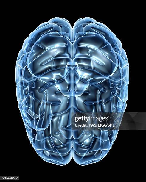 Empty Brain Clip Art High Res Illustrations - Getty Images