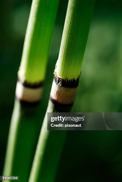 bamboo - scouring stock pictures, royalty-free photos & images