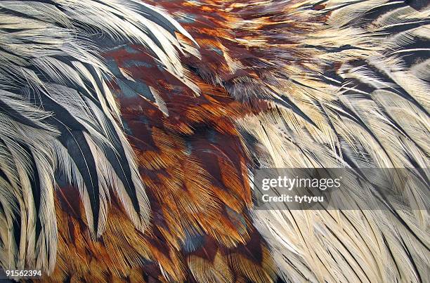 bird feathers - grooved stock pictures, royalty-free photos & images