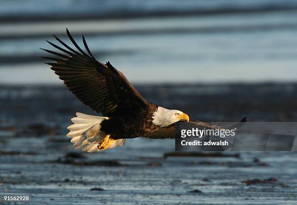bald eagle in flight - eagle flying stock pictures, royalty-free photos & images