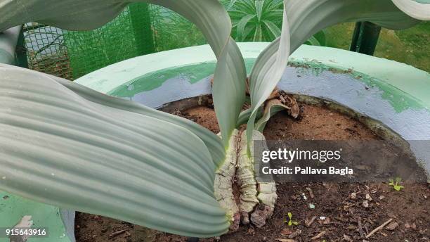 Marabilis Tree 708 Mirabilis Stock Photos, High-Res Pictures, and Images - Getty Images