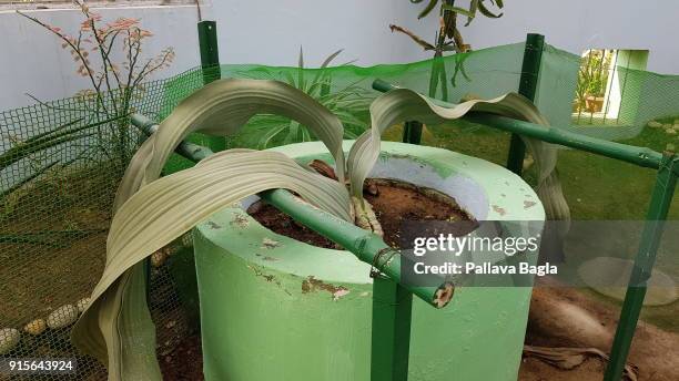 Marabilis Tree 708 Mirabilis Stock Photos, High-Res Pictures, and Images - Getty Images