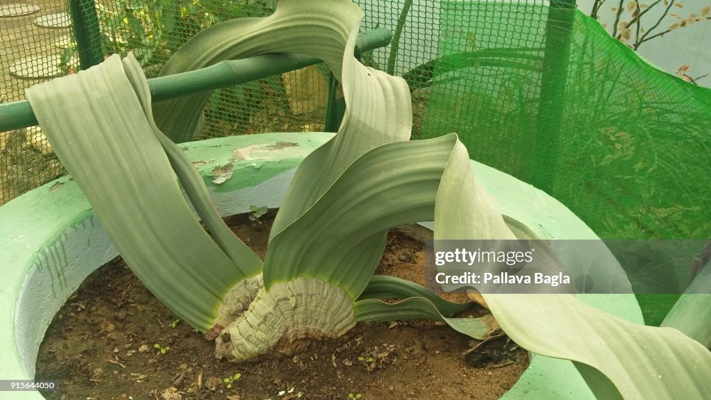 Bizarre plant TREE TUMBO or Welwitschia mirabilis native of Africa the only known specimen in India at Lucknow