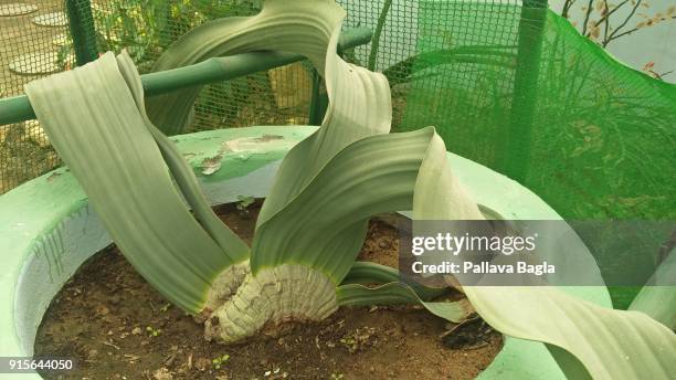 Marabilis Tree Mirabilis Photos and Premium High Res Pictures - Getty Images