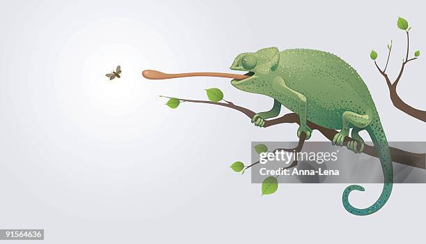 bildbanksillustrationer, clip art samt tecknat material och ikoner med chameleon - kameleont