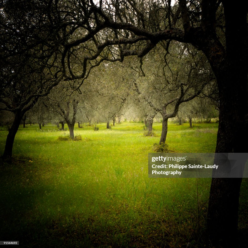 Green forest