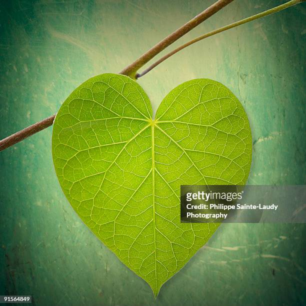 leaf green heart shaped - sainte-laudy photos et images de collection
