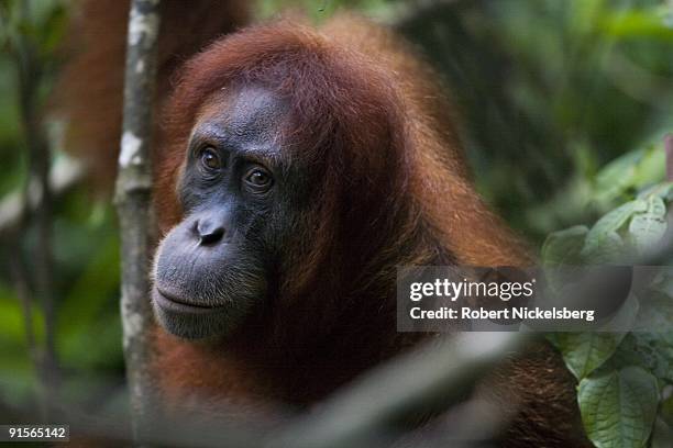 An 18 year-old female orangutan, Jekki, carries her 4-month old baby as she clears through a jungle forest June 12, 2009 in Bukit Lawang, Sumatra,...