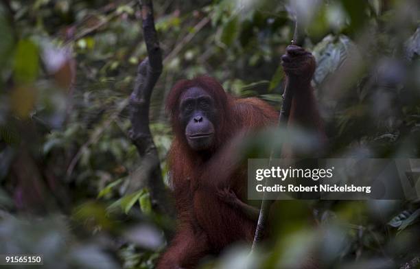 An 18 year-old female orangutan, Jekki, carries her 4-month old baby as she clears through a jungle forest June 12, 2009 in Bukit Lawang, Sumatra,...