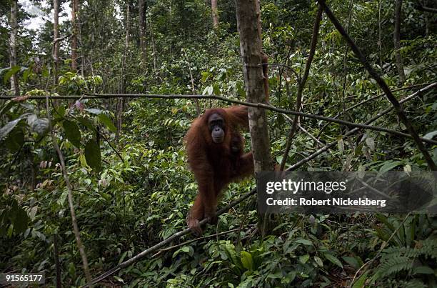 An 18 year-old female orangutan, Jekki, carries her 4-month old baby as she clears through a jungle forest June 12, 2009 in Bukit Lawang, Sumatra,...