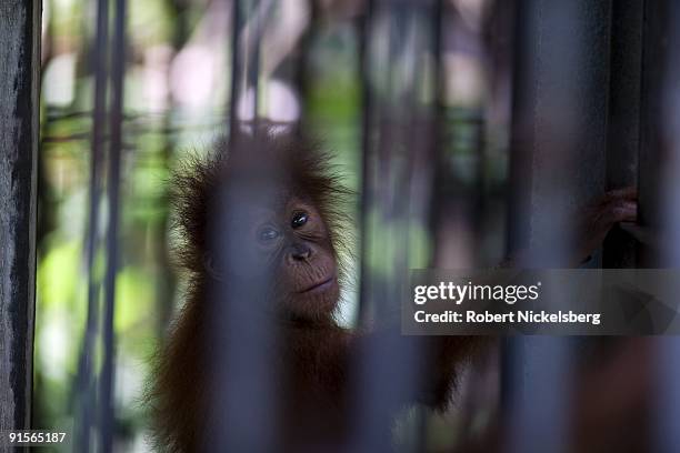 Young orangutan sits in a large cage at the Sumatran Orangutan Conservation Center June 11, 2009 in Batumbelin, Indonesia. The center, run by PanEco,...