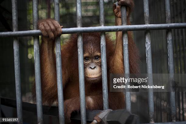 Young orangutan sits in a large cage at the Sumatran Orangutan Conservation Center June 11, 2009 in Batumbelin, Indonesia . The center, run by...