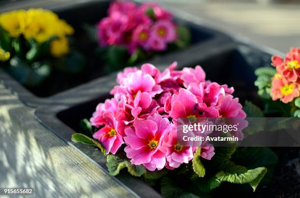 nature - primrose stock pictures, royalty-free photos & images